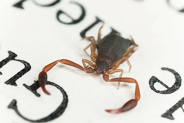 Photo of Bookscorpion or psuedoscorpion sitting on book