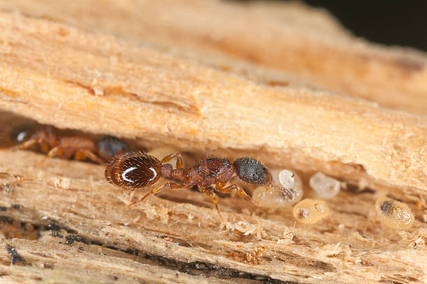 istock Fire ants (Myrmicinae) rescue of larva 154357247