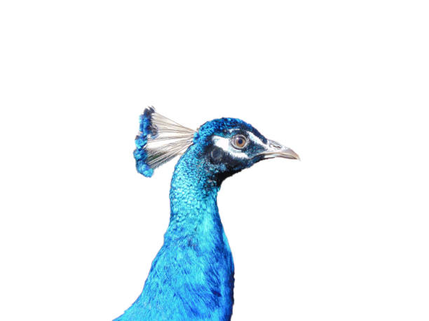istock The neck and head of a peacock 1543584902