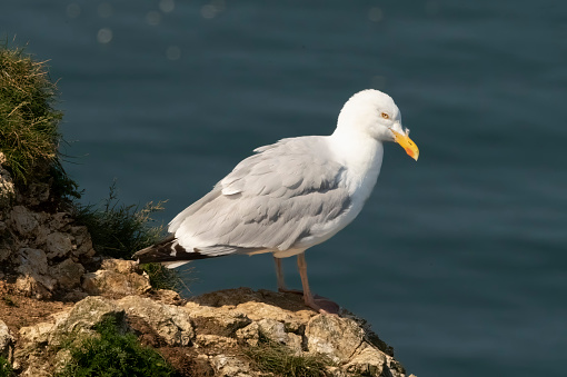 Herring gull on Bempton cliffs, Flamborough Head