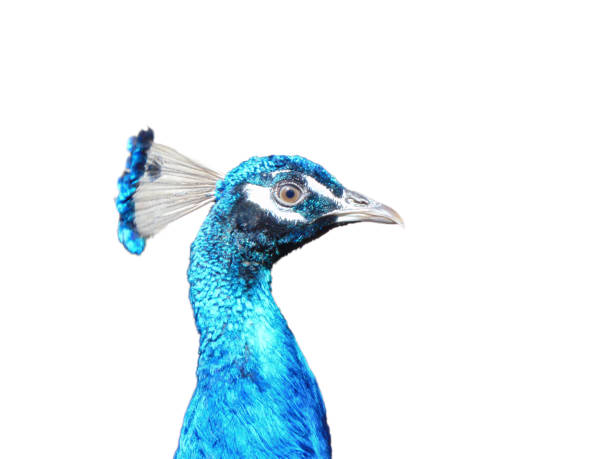 istock The neck and head of a peacock 1543585410