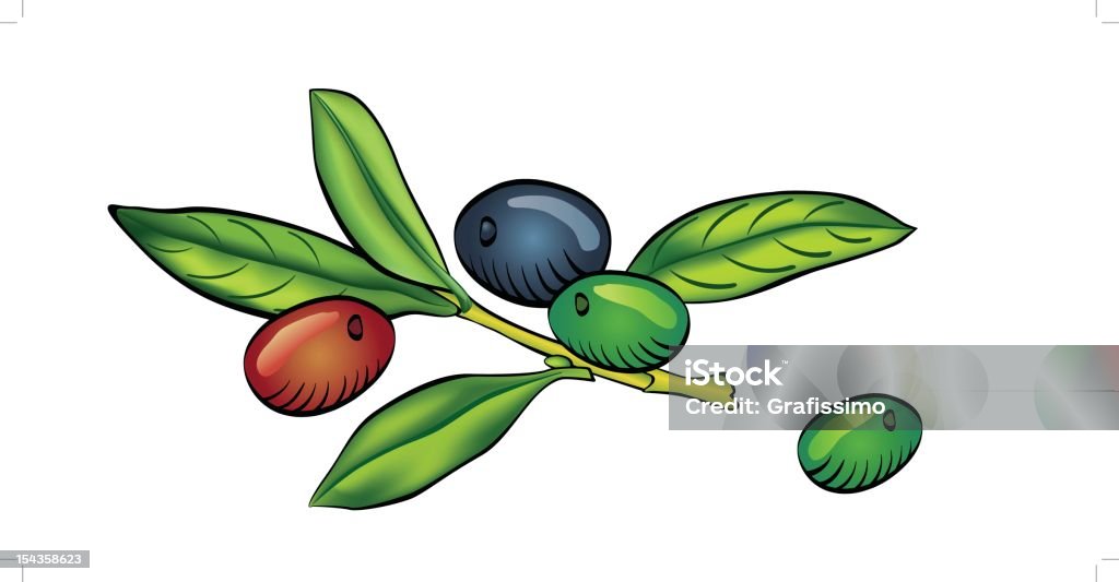 Olive branch, isoliert auf weißem Hintergrund - Lizenzfrei Ast - Pflanzenbestandteil Vektorgrafik