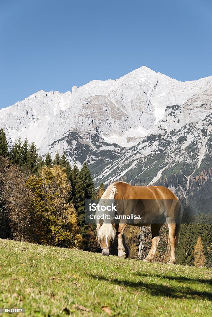 Horse Horse on green park Austria Stock Photo