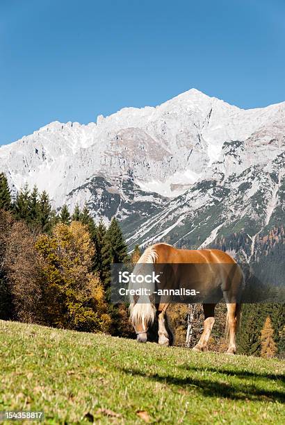 Cavalo - Fotografias de stock e mais imagens de Alpes Europeus - Alpes Europeus, Ao Ar Livre, Cena Não Urbana
