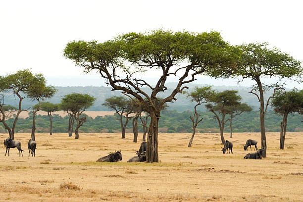 istock The beautiful plains  in Kenya ,Africa 154359022