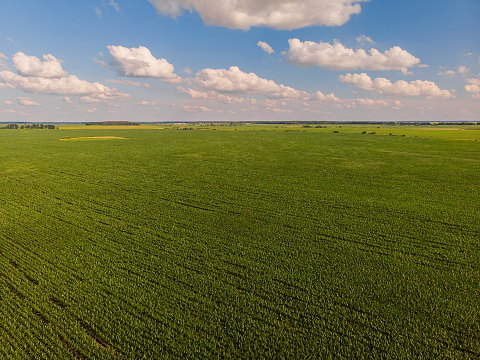 Idyllic yellow sunflower field in sunlight. Location place of Ukraine, Europe. Photo of ecology concept. Perfect natural wallpaper. Textural image of drone photography.