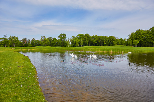 a lake with floating birds in the water, a pond with ducks and swans around the reeds and a green lawn in the background are deciduous trees.