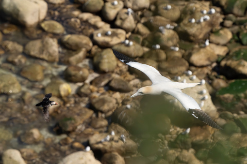 Gannets in flight at Bempton cliffs, Flamborough Head