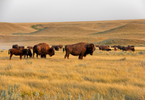 Bison in the Grasslands of Alberta.