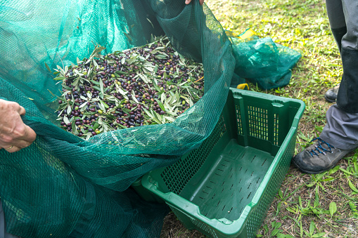 Ripe olive orchard, full netting of olives purring in the plastic container on the grass.