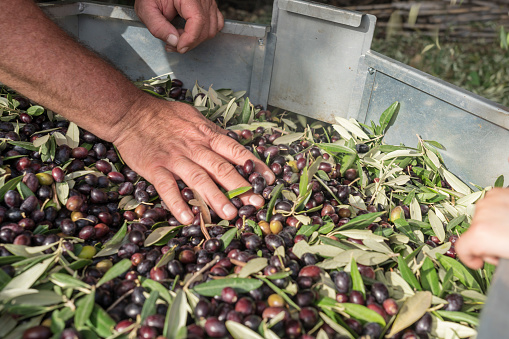 Ripe olive orchard, large amount of harvested olives gathered in a separate machine, hands separating olives from leaves.