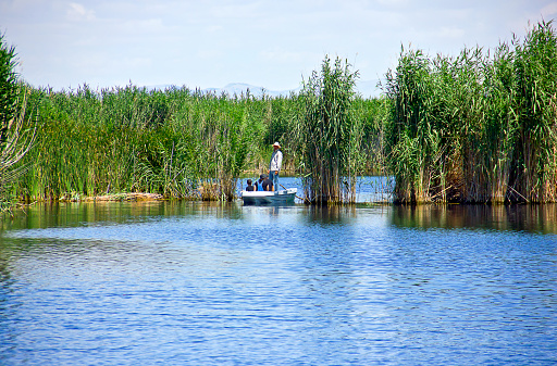 Kayseri, Turkey - July 23, 2021: Turkish man paddling in sultansazlığı national park, he is showing around to tourists. There is Golden green marshes and reeds in front of clear clean blue sky in summer season. This Pastoral beautiful landscape background is from Sultan Sazligi ( sultansazlığı - sultan sazlığı ) Kayseri Turkey.