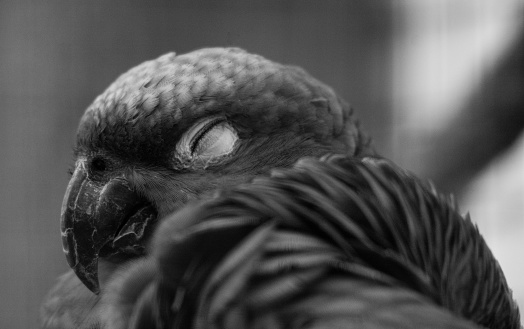 Lilacine Amazon Parrot Asleep