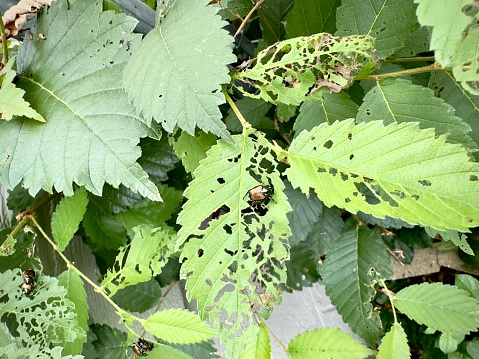 Damage on plants from insects. Japanese Beetle leaves holes in green leaves. Pests