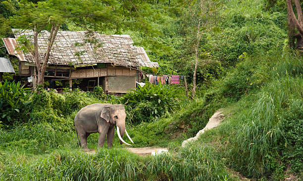 Thai elefante em um vilarejo contexto - foto de acervo