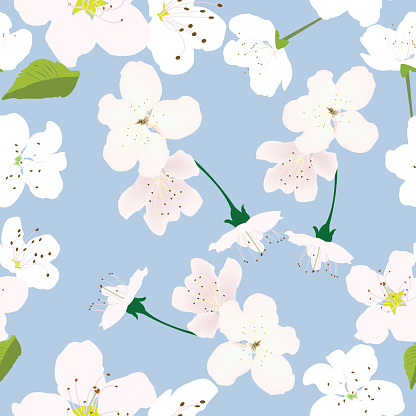 Seamless pattern with white flowers and pastel blue background for prints; white cherry flowers design with red background