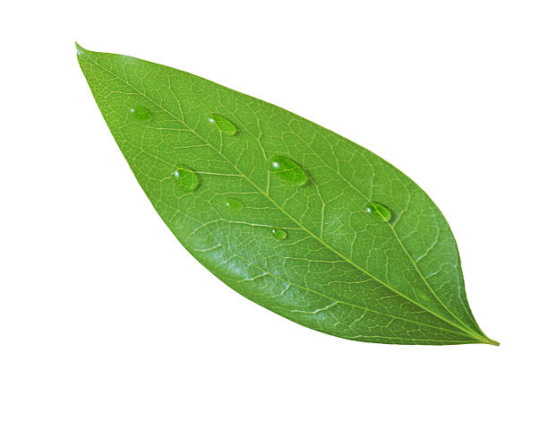 istock Green leaf with water drop. Isolated on white background 154364228