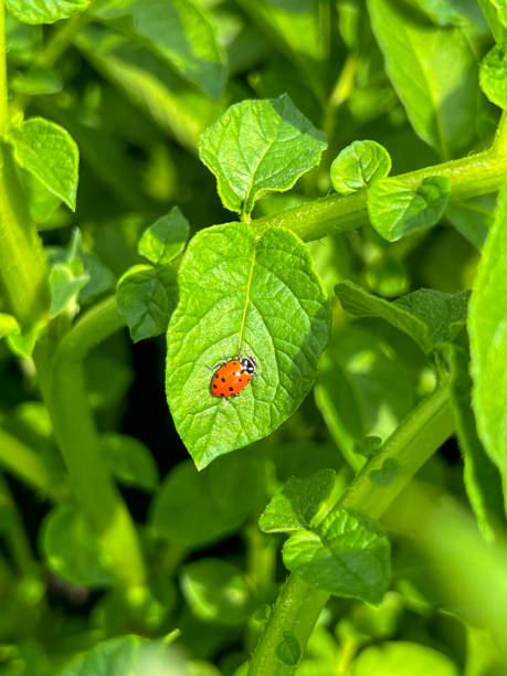 coccinelle - ladybug insect leaf beetle photos et images de collection