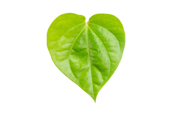 istock Betel leaf isolated on white background with clipping path 1543652984
