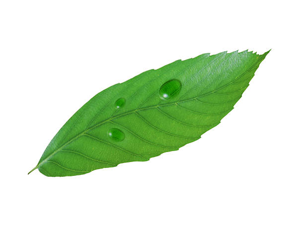 istock Green leaf with water drop. Isolated on white background 154365567