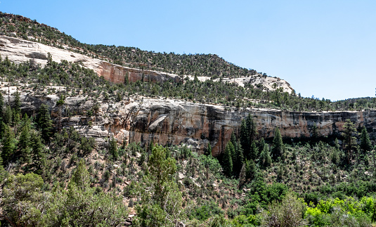Juniper and pinion covered canyon wall with sandstone cliffs and pines.