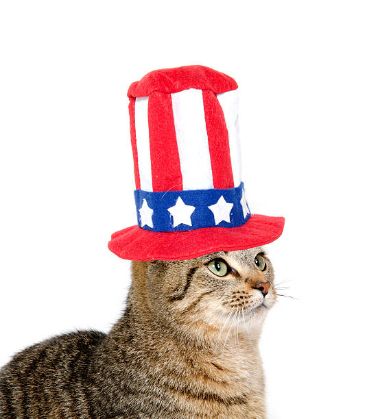 istock Cute cat with Fourth of July hat 154366580
