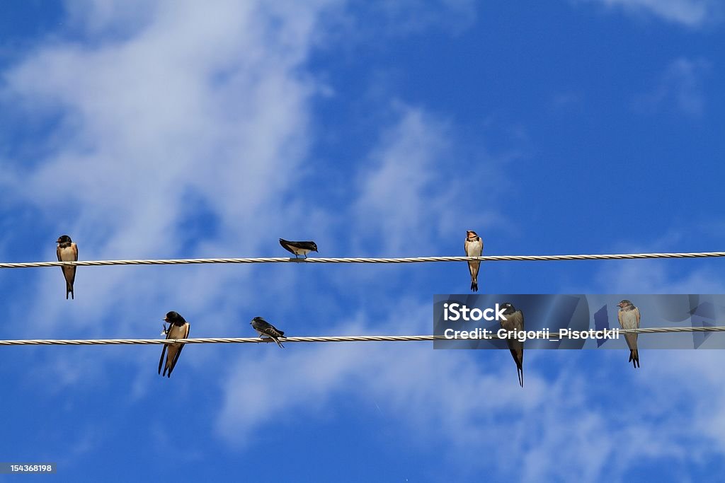 Swallows Swallows sit on electric wires Bird Stock Photo