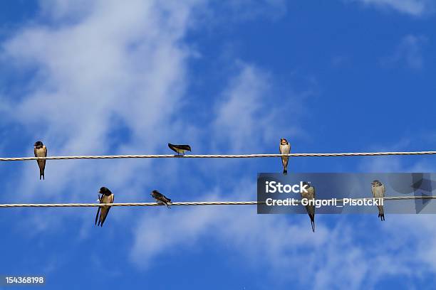 Swallows Stock Photo - Download Image Now - Bird, Power Cable, Blue