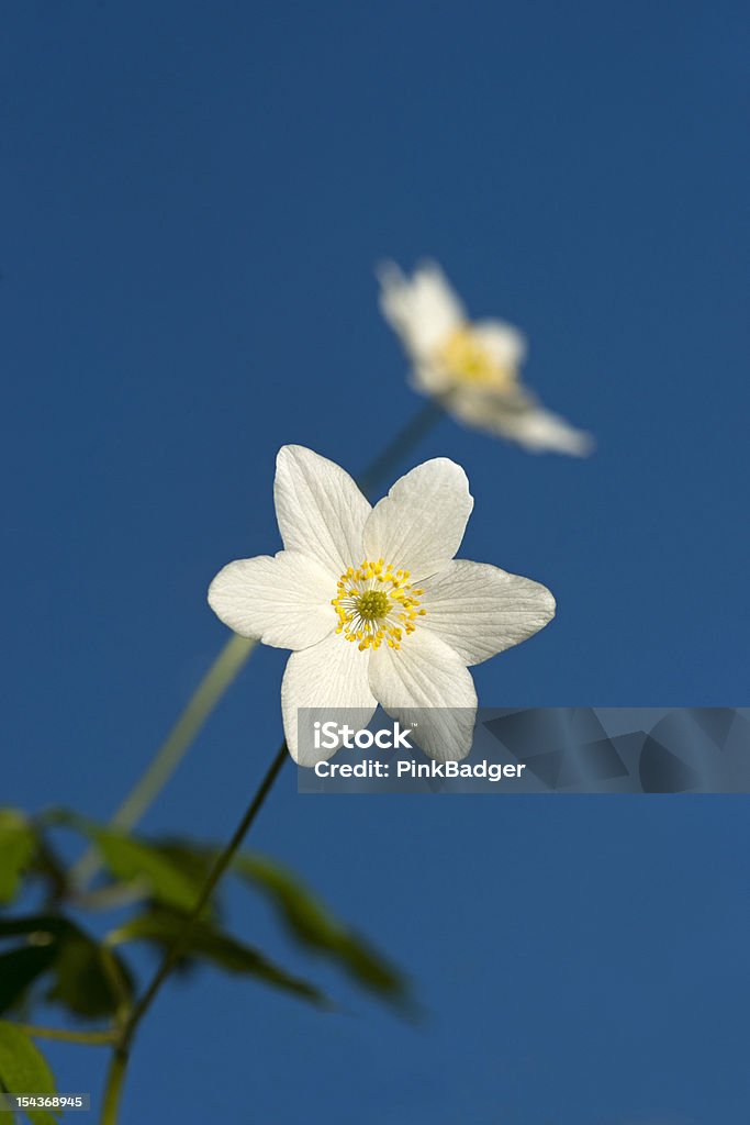 Anemone dei fiorai - Foto stock royalty-free di Ambientazione esterna