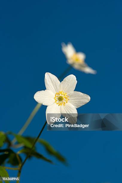 Anemone Dei Fiorai - Fotografie stock e altre immagini di Ambientazione esterna - Ambientazione esterna, Anemone, Anemone dei boschi