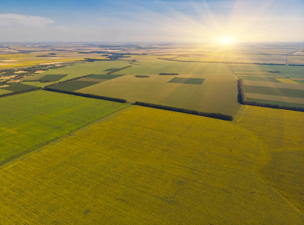 istock Sunflowers in a sunflower field. 1543696976