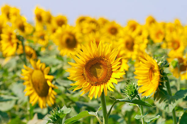 istock Beautiful sunflowers against blue sky 154370604