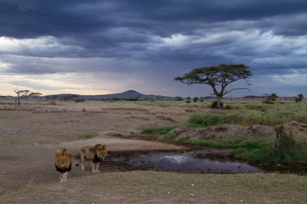 Two beautiful Lions at a watering hole in the evening in Serengeti National Park. Beautiful sky, mountains and Acacia in background