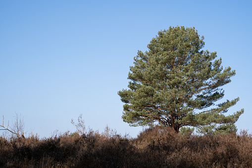 Conifer in the heathland with blue sunny sky in the background