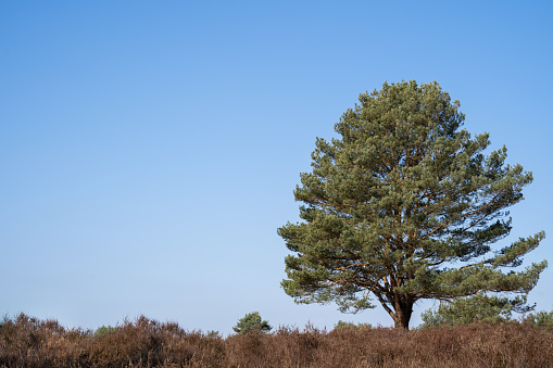 Conifer tree in heatland with blue sunny sky in background
