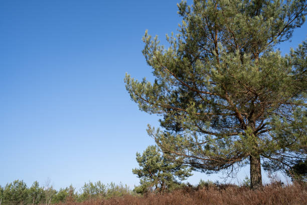 istock Conifer tree in the heathland on a sunny day with blue sunny sky 1543710129