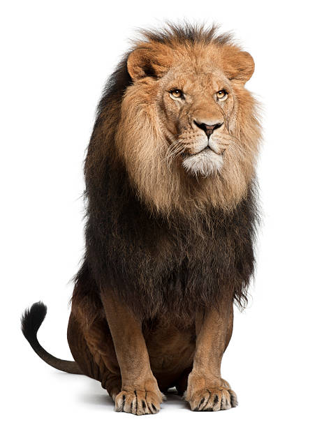 löwe, panthera leo, 8 jahre alt, sitzt - lion stock-fotos und bilder