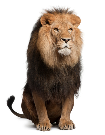 León, Panthera leo, 8 años de edad, sentado photo
