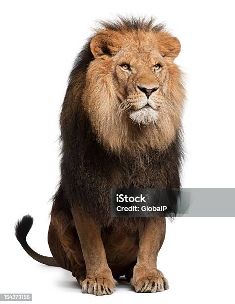Foto de Leão Panthera Leo 8 Anos De Idade Sentado e mais fotos de stock de Leão - Leão, Figura para recortar, Sentar