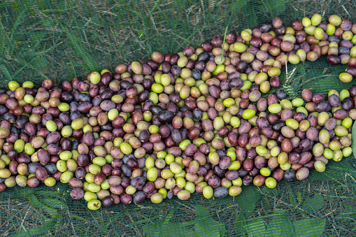Close up of ripe green olives just harvested in green netting on the grass