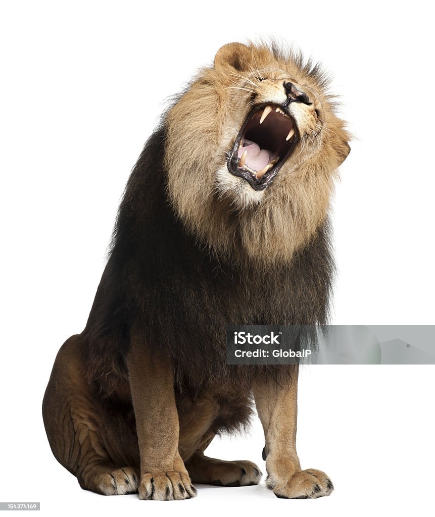 Lion Panthera Leo 8 Years Old Roaring Stock Photo - Download Image ...