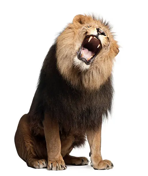 Lion, Panthera leo, 8 years old, roaring in front of white background