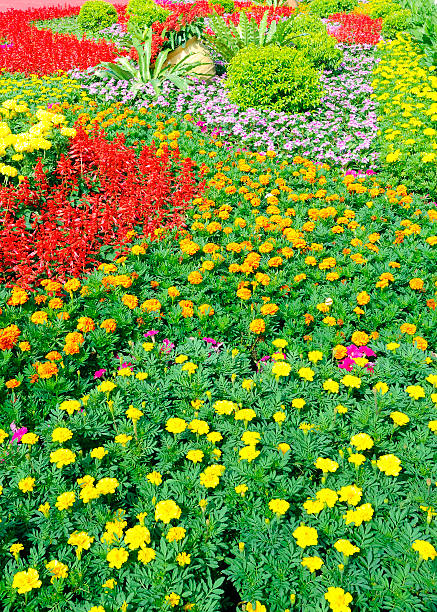 istock flowers and green leaves 154376036