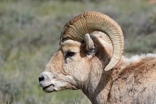 Close up of a bighorn sheep, Ovis canadensis, near Grand Teton National Park