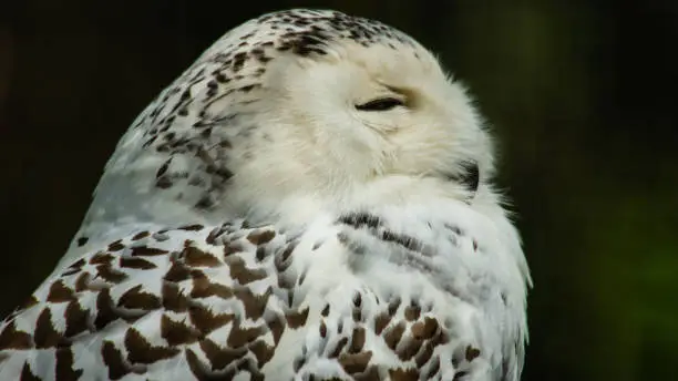 Side on Snowy Owl