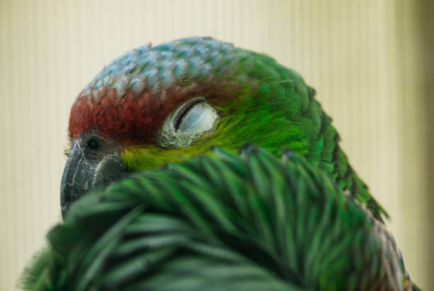 istock Lilacine Amazone Parrot Head 1543776612