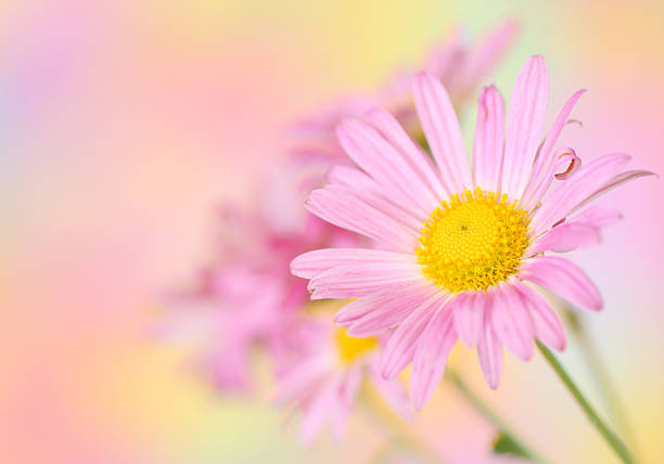istock pink chrysanthemum flowers on colorful background 154377976