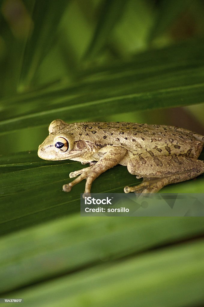 Kubanischer Zwergfrosch auf palm Blattfiedern - Lizenzfrei Amphibie Stock-Foto