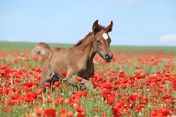 arabian foal - genç kısrak stok fotoğraflar ve resimler