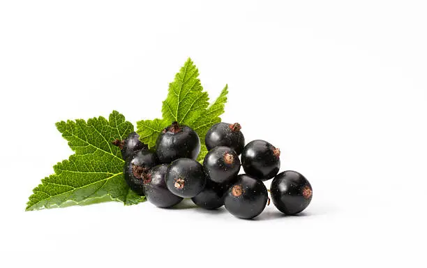 Photo of Black Currant Isolated On White Background